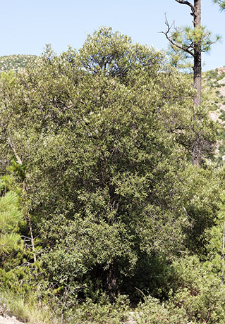 Silverleaf Oak Quercus hypoleucoides 