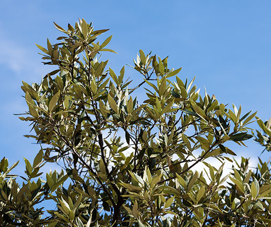 Silverleaf Oak Quercus hypoleucoides 