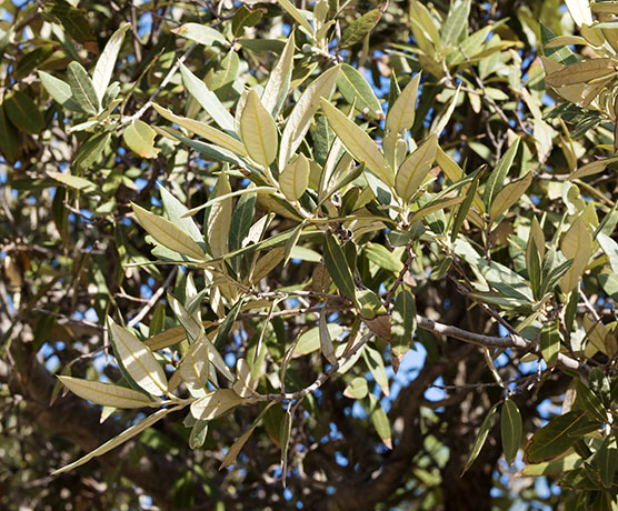 Silverleaf Oak Quercus hypoleucoides 