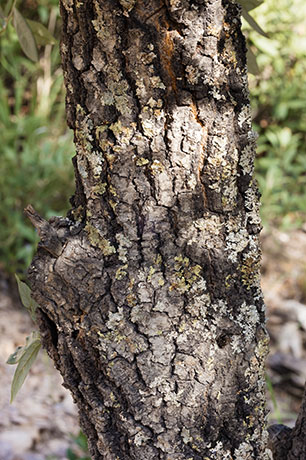 Silverleaf Oak Quercus hypoleucoides 