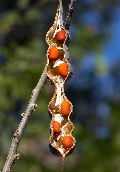 Chilicote Southwestern Coralbean Coral Bean Erythrina flabelliformis  