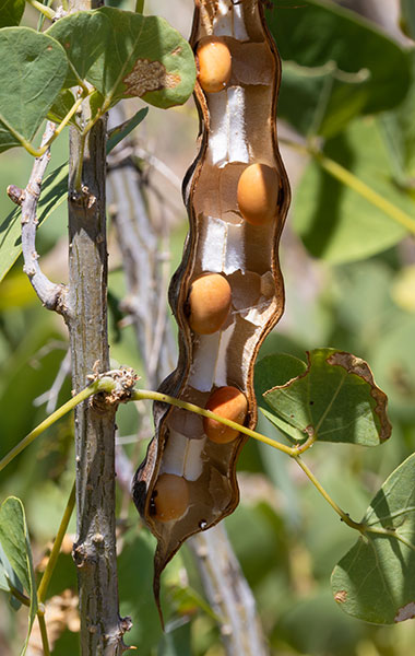 Chilicote Southwestern Coralbean Coral Bean Erythrina flabelliformis  