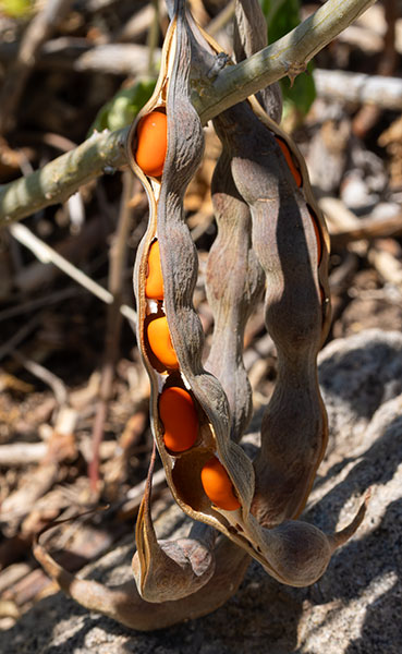 Chilicote Southwestern Coralbean Coral Bean Erythrina flabelliformis  