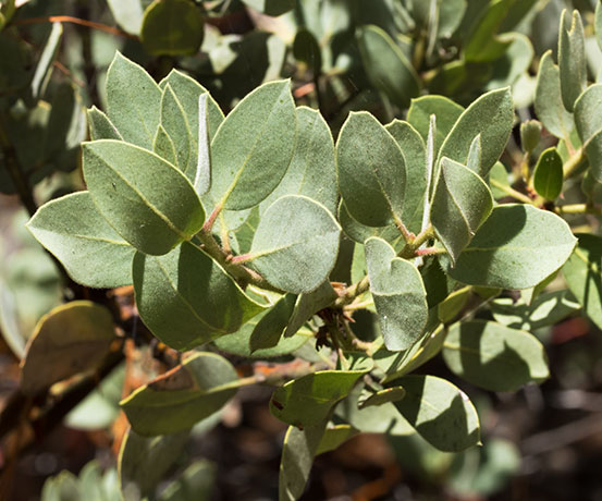 Pointleaf Manzanita Arctostaphylos pungens  