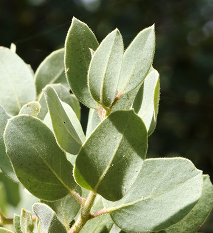 Pointleaf Manzanita Arctostaphylos pungens  