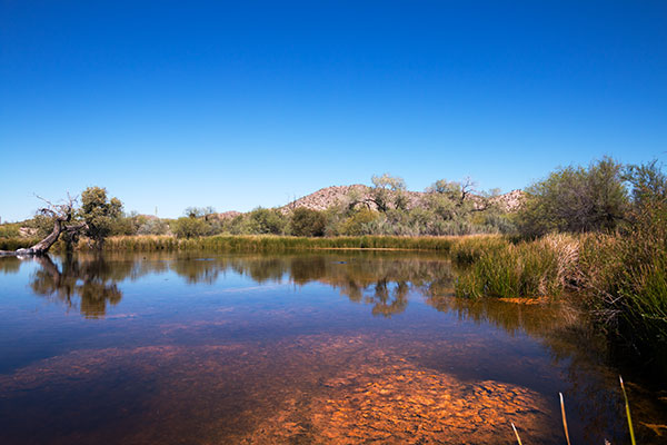 Quitobaquito Pond, Organ Pipe Cactus National Monument, Arizona