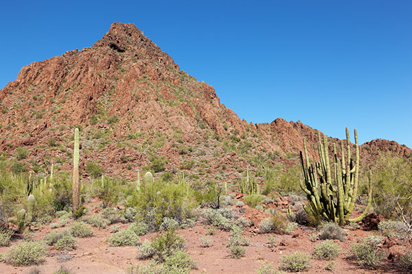 Organ Pipe Cactus National Monument, Arizona