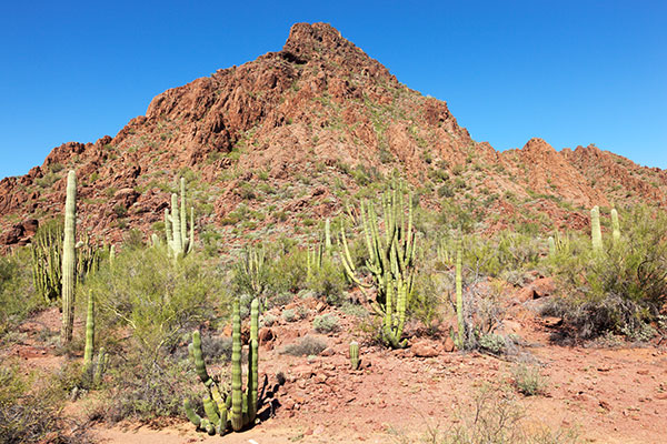 Organ Pipe Cactus National Monument, Arizona