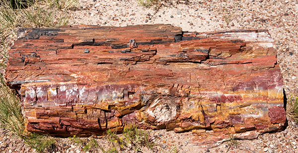 Petrified Wood, Petrified Forest National Park, Arizona