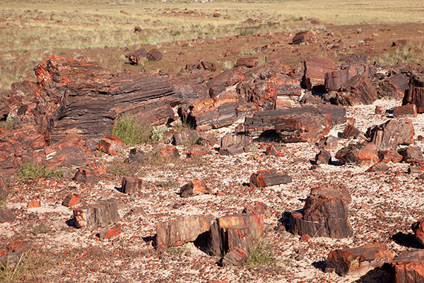 Petrified Log wood, Petrified Forest National Park, Arizona