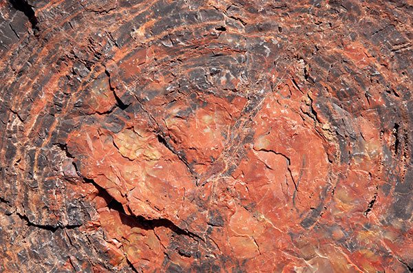 Petrified Log wood, Petrified Forest National Park, Arizona