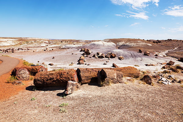 Petrified Logs along Crystal Forest Trail, Petrified Forest National Park, Arizona