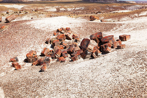 Petrified Logs along Crystal Forest Trail, Petrified Forest National Park, Arizona