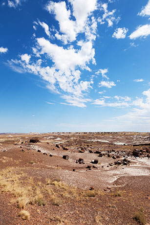 Petrified Logs along Crystal Forest Trail, Petrified Forest National Park, Arizona
