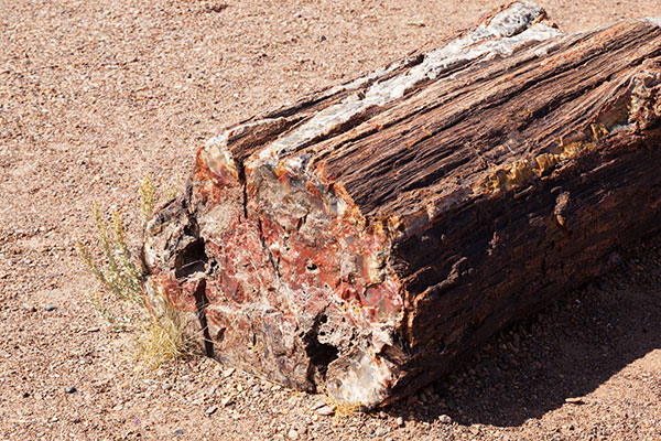 Petrified Wood, Petrified Forest National Park, Arizona