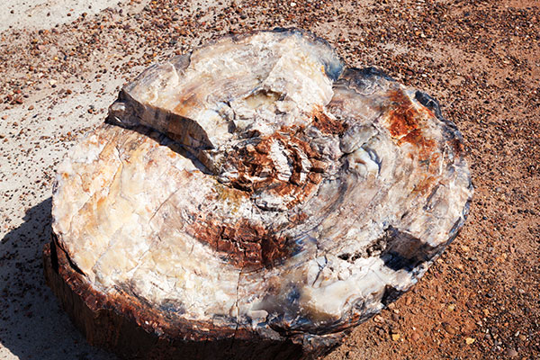 Petrified Wood, Petrified Forest National Park, Arizona