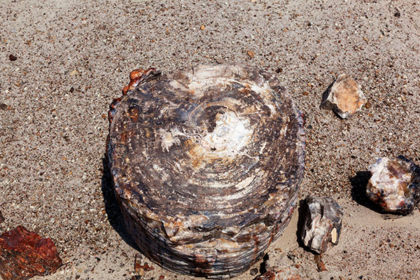 Petrified Wood, Petrified Forest National Park, Arizona