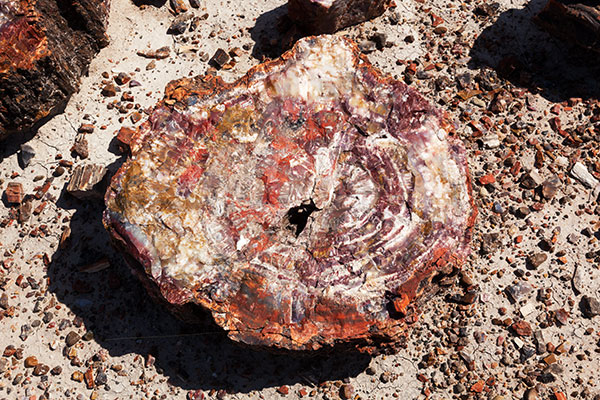 Petrified Wood, Petrified Forest National Park, Arizona