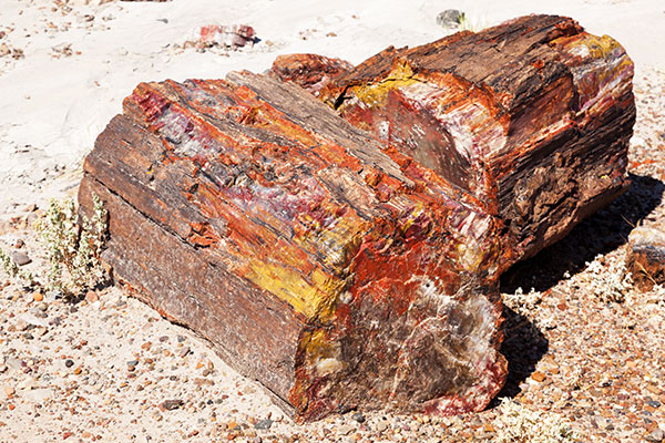 Petrified Wood, Petrified Forest National Park, Arizona