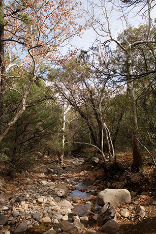 East Turkey Creek, Chiricahua Mountains, Arizona