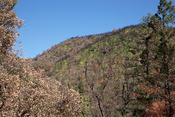 New Growth in Burned Area, Pinery Canyon, Chiricahua Mountains, Arizona