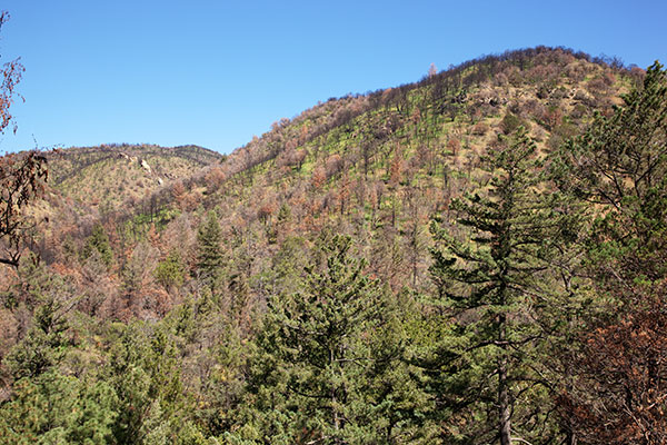 New Growth in Burned Area, Pinery Canyon, Chiricahua Mountains, Arizona