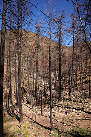 Burned Trees and Eroded Boulders in Pinery Canyon, Chiricahua Mountains, Arizona