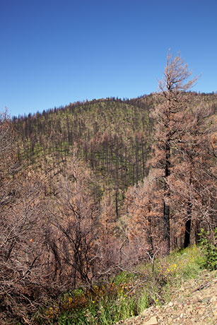New Growth in Burned Area, Pinery Canyon, Chiricahua Mountains, Arizona