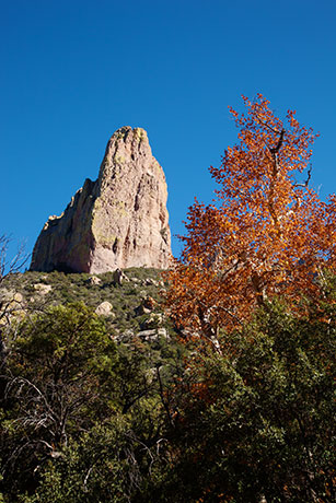Fall Colors, Cave Creek, Chiricahua Mountains, Arizona