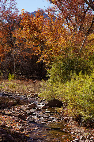 Fall Colors, Cave Creek, Chiricahua Mountains, Arizona