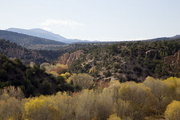 Fall Colors, Blue River along Juan Miller Road, Apache National Forest, Arizona