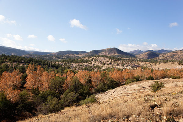 Fall Colors along Juan Miller Road, Apache National Forest, Arizona