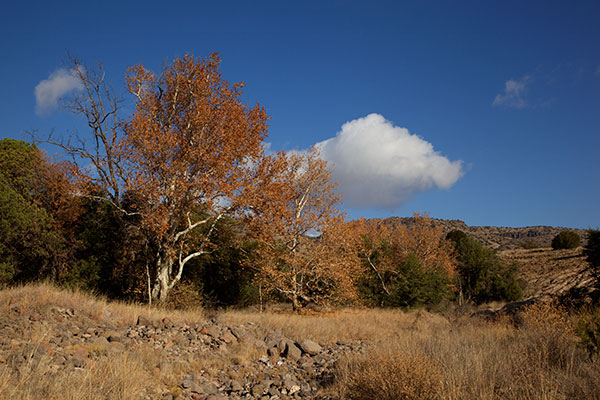 Fall Colors along Juan Miller Road, Apache National Forest, Arizona