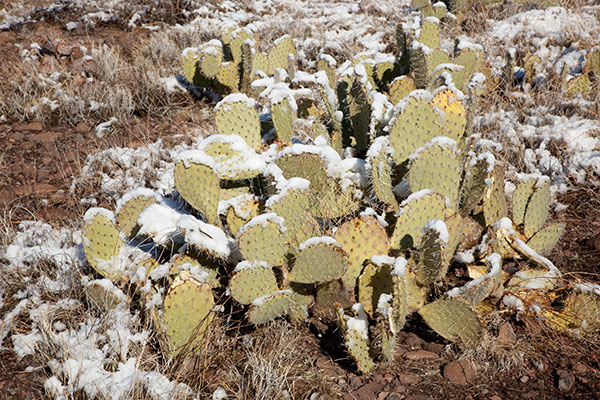 Snow on Prickly Pear, Arizona State Road 78, Arizona