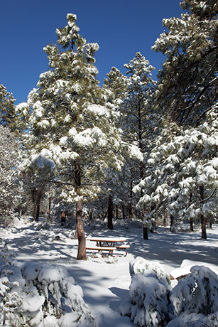 Winter scene, Blackjack Campground, Apache National Forest, Arizona