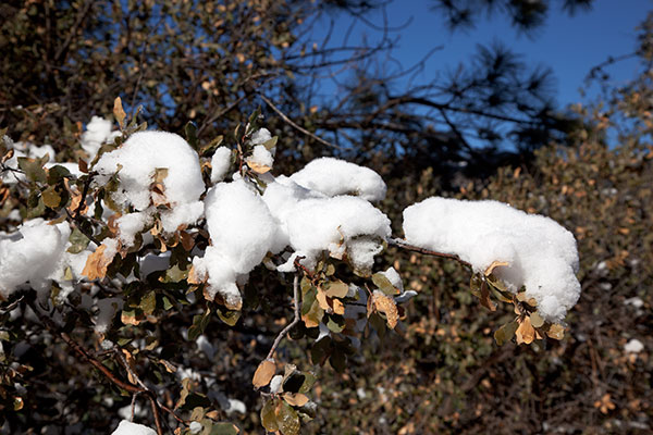 Snow on Oak Branch, Apache National Forest, Arizona