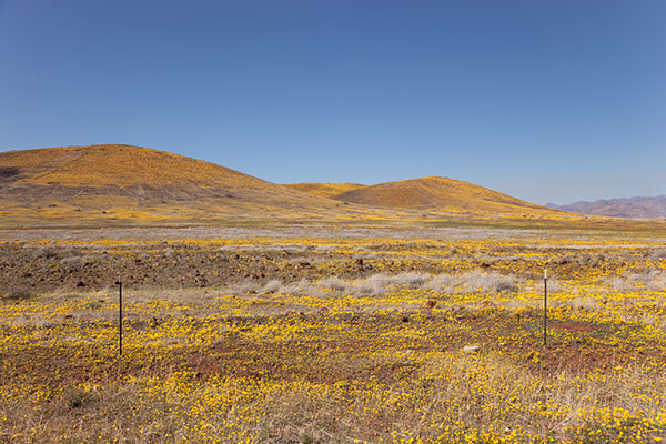Wildflowers along SR 80 north of Douglas, Arizona