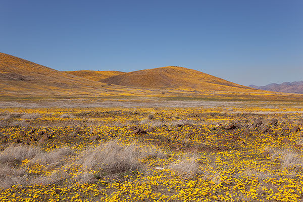 Wildflowers along SR 80 north of Douglas, Arizona