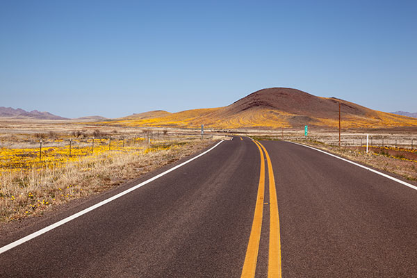 Wildflowers along SR 80 north of Douglas, Arizona