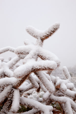 Snow in the Desert, Graham County, Arizona
