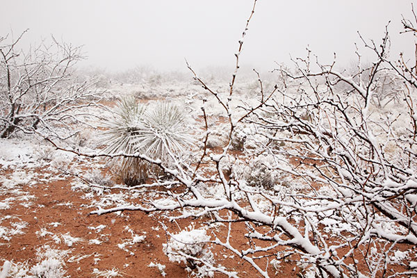 Snow in the Desert, Graham County, Arizona