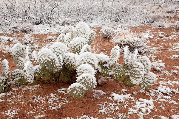Snow in the Desert, Graham County, Arizona