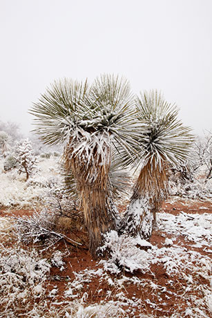 Snow in the Desert, Graham County, Arizona