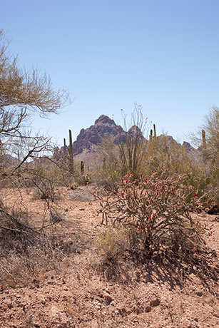 Sonoran Desert in Ironwood Forest National Monument,  Arizona 