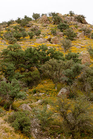 Scene in Atascosa Mountains, Santa Cruz County,  Arizona 