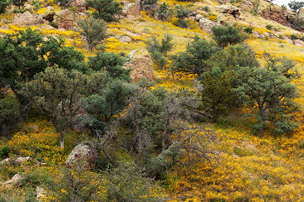Scene in Atascosa Mountains, Santa Cruz County,  Arizona 