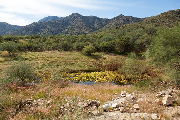 Stock tank, Altar Valley, Pima County,  Arizona 