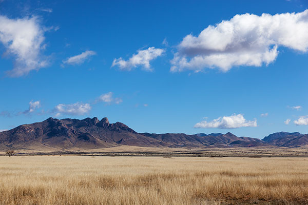 Grasslands along State Road 186 in southeastern Arizona