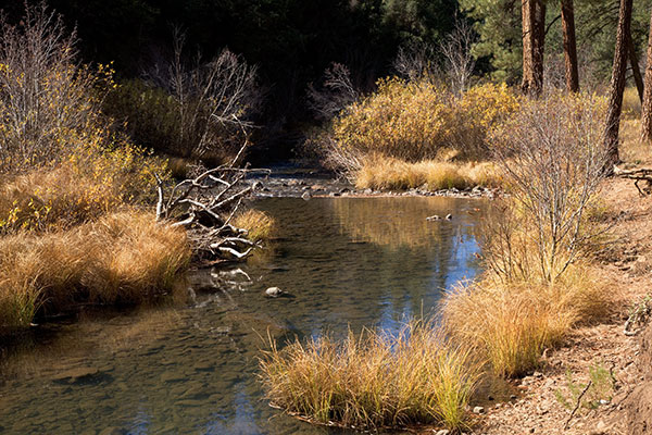 Fall Colors along East Fork of Black River, Apache National Forest, Arizona
