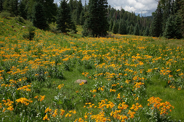 Mountain Meadow Western Sneezeweed Forest Road 54, Apache National Forest, Arizona